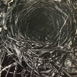 Alpha and Omega, Scratchboard by Lindsey Jaeger, nature artist, copyright 2019