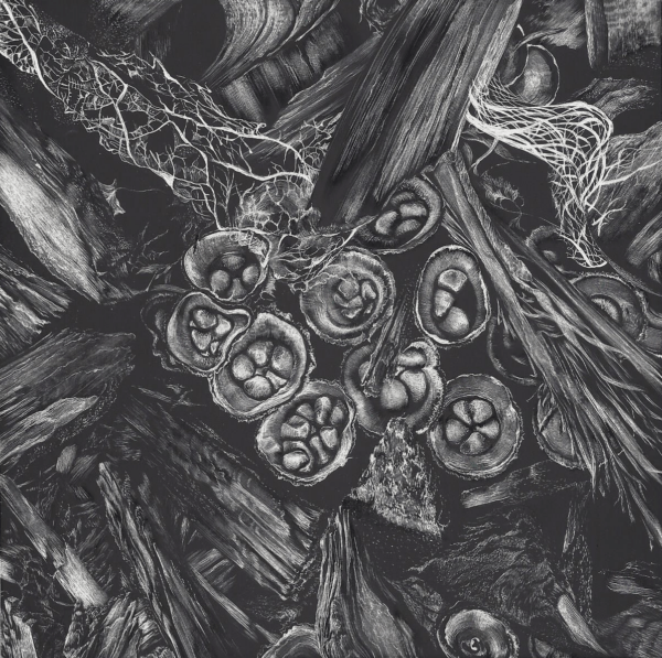 Birds' Nests Reared in a Garden is a scratchboard of birds' nest fungus by Lindsey Jaeger, copyright 2019