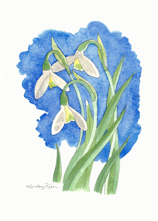 Watercolor painting by Lindsey Kiser of white blossoms of Snowdrops, which are representative of the January Birth Flower, with green sinuous leaves on a blue background.