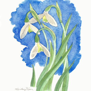 Watercolor painting by Lindsey Kiser of white blossoms of Snowdrops, which are representative of the January Birth Flower, with green sinuous leaves on a blue background.