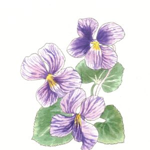 Image is of an original watercolor painting by Lindsey Kiser of three purple violets, which is the February birth month flower, on a white background.