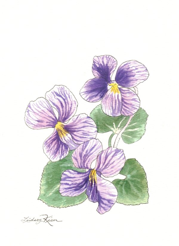 Image is of an original watercolor painting by Lindsey Kiser of three purple violets, which is the February birth month flower, on a white background.