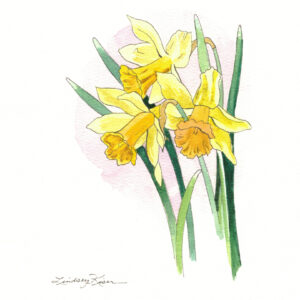 Original 7" x 5" watercolor painting of yellow daffodils with their heads nodding against a white background and long slender green leaves.