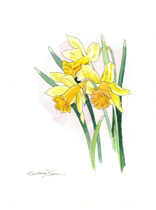 Original 7" x 5" watercolor painting of yellow daffodils with their heads nodding against a white background and long slender green leaves.