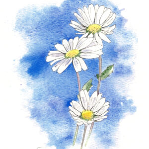 watercolor painting of the birth flower for April, which is the daisy