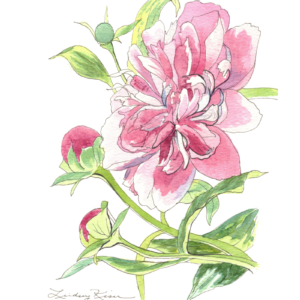 Image is of an original painting of a pink peony completed in pen and watercolor on 7" x 5" watercolor paper by artist Lindsey Kiser of Kentucky.