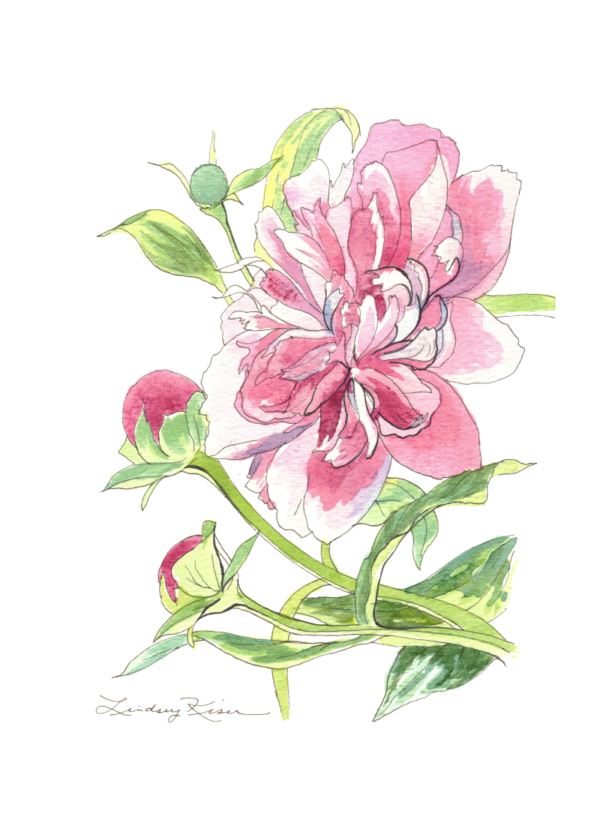 Image is of an original painting of a pink peony completed in pen and watercolor on 7" x 5" watercolor paper by artist Lindsey Kiser of Kentucky.
