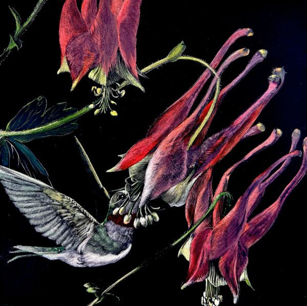Evanescence is an original artwork and is a 6" x 6" colorful scratchboard of a hummingbird at a red columbine flower, which was made by artist Lindsey Kiser.