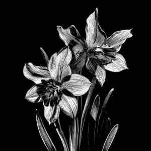Daffodils in black and white by Lindsey Kiser