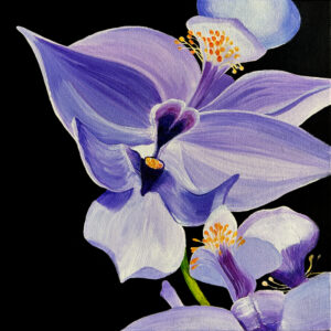 Image of a painting of a purple and black orchid that is native to Kentucky and the painting is by Nature Artist Lindsey Kiser of Northern Kentucky.