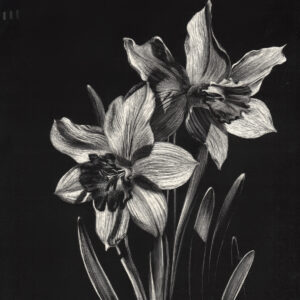 Image of Lindsey Kiser's original scratchboard of daffodils in black and white entitled April Sunshine, which is 6" x 6".