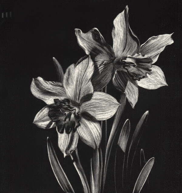 Image of Lindsey Kiser's original scratchboard of daffodils in black and white entitled April Sunshine, which is 6" x 6".
