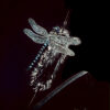 Colorful and iridescent scratchboard art of a dragonfly perched on a cattail by Lindsey Kiser.