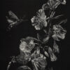 Image of an original black and white scratchboard artwork of a hummingbird moth pollinating prim rose by Nature Artist Lindsey Kiser.