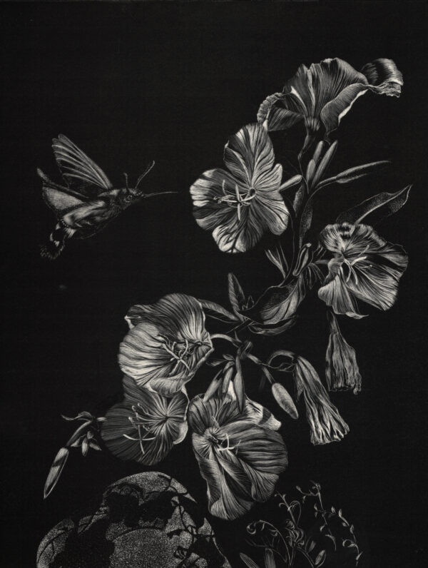 Image of an original black and white scratchboard artwork of a hummingbird moth pollinating prim rose by Nature Artist Lindsey Kiser.