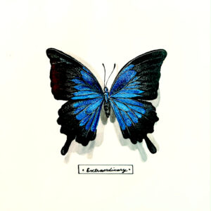 "Extraordinary" is an image of Lindsey Kiser's artwork showing a vibrant blue and black butterfly with wings outstretched against a white background, as if on display in an insect collection.