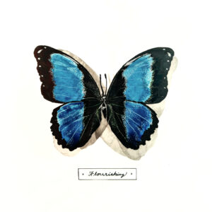 "Flourishing" is a photograph of Kentucky Nature Artist Lindsey Kiser's artwork of a vibrant blue and black butterfly with wings outstretched against a white background, as if on display in an insect collection.