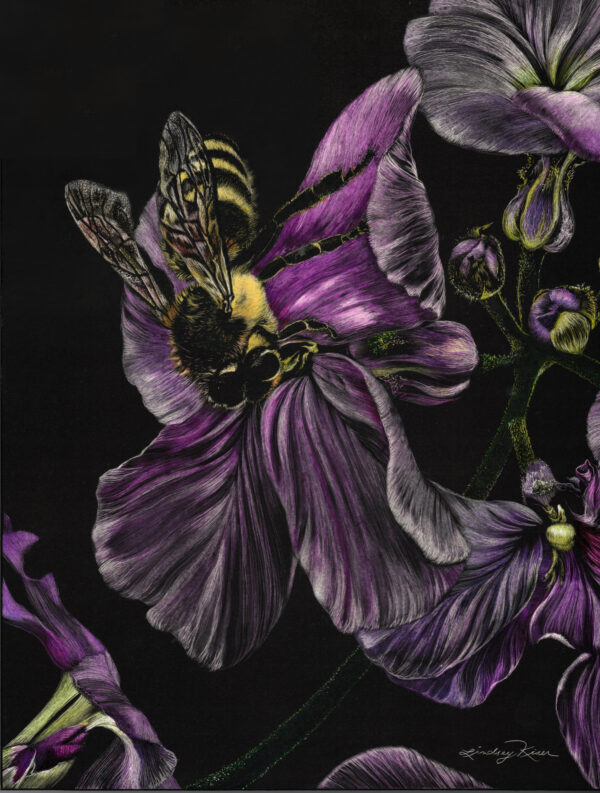 Image of an original work of art of a bee pollinating purple blooms, entitled, In the Zone, a Symphony of Concentration, scratchboard and ink, 10" x 8" by Kentucky Artist Lindsey Kiser.