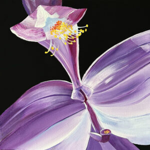 Image is of an original painting by Nature Artist Lindsey Kiser of Kentucky native plant Tuberous Grasspink which is an orchid that is purple on a black background.