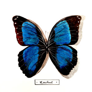 "Resilient" is a photograph of Kentucky Nature Artist Lindsey Kiser's artwork of a vibrant blue and black butterfly with wings outstretched against a white background, as if on display in an insect collection.