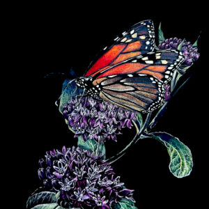 Kentucky Nature Artist Lindsey Kiser made this original scratchboard artwork of a monarch butterfly perched on milkweed.