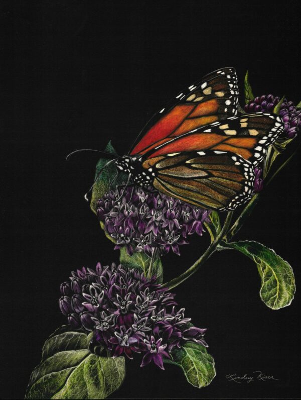 Image of an original scratchboard of a monarch butterfly on a milkweed rendered in color by artist Lindsey Kiser of Kentucky.