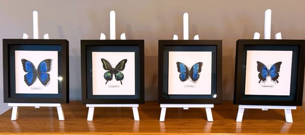 Four framed artworks of blue butterflies from The Resilient Collection by Nature Artist Lindsey Kiser