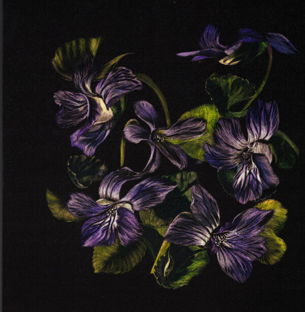 Image of an original work of art by Kentucky Artist Lindsey Kiser of a colorful scratchboard of highly detailed violets in bloom.