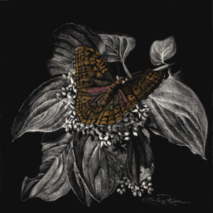 A photograph of scratchboard artwork of an orange butterfly called Greater Fritillary on the small white blossoms of the Roughleaf Dogwood on a black background.