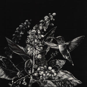 The photograph is of original black and white artwork in scratchboard of a hummingbird visiting white Clethra blossoms.