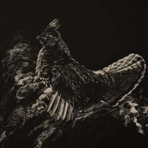 Image of a Ruffed Grouse rendered in scratchboard by Nature Artist Lindsey Kiser.