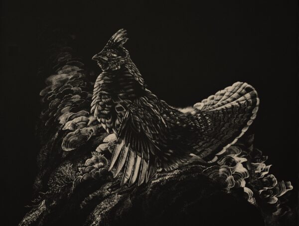 Image of a Ruffed Grouse rendered in scratchboard by Nature Artist Lindsey Kiser.