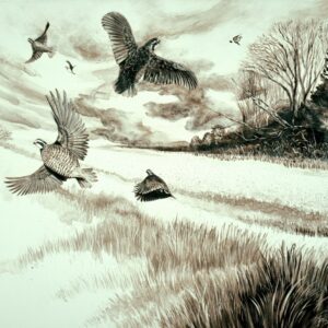 Sepia toned realistic style artwork of a nostalgic Southern American scene with a covey of quail that has flushed wild over warm season grasses with a treeline in the background.