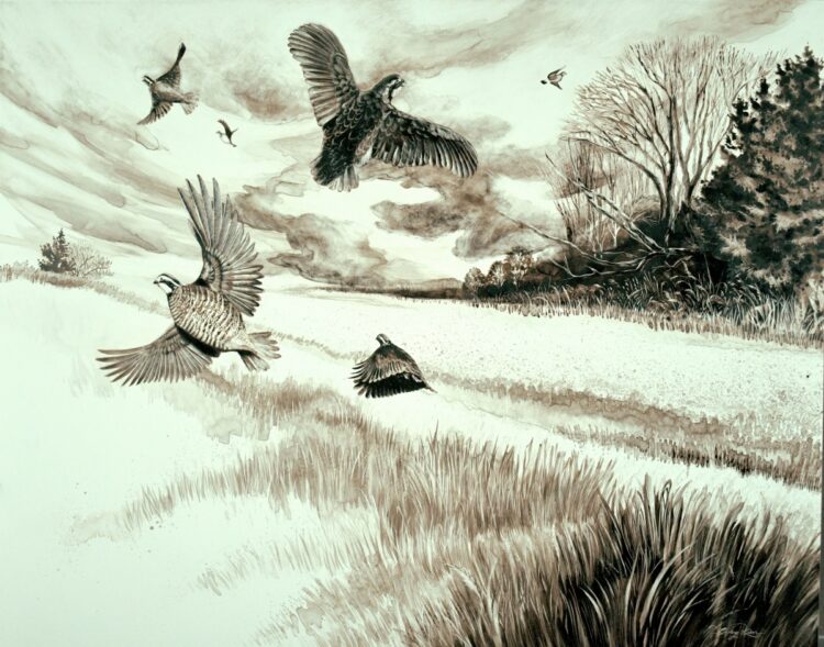 Sepia toned realistic style artwork of a nostalgic Southern American scene with a covey of quail that has flushed wild over warm season grasses with a treeline in the background.