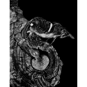 Black and white scratchboard artwork of a pair of nesting wood ducks by Wildlife Artist Lindsey Kiser.