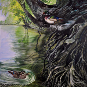 Artwork showcasing a river bank scene with a female wood duck and a duckling swimming among the roots with ducklings on the exposed roots and the father wood duck perched high above the water.