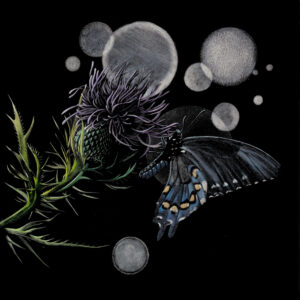 Swallowtail butterfly on purple thistle on a black background with sun spots - an image of original scratchboard by Kentucky Wildlife Artist Lindsey Kiser