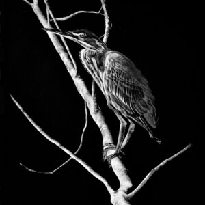 Scratchboard artwork of a green heron on a branch. It's a black and white artwork by Kentucky Wildlife Artist Lindsey Kiser.