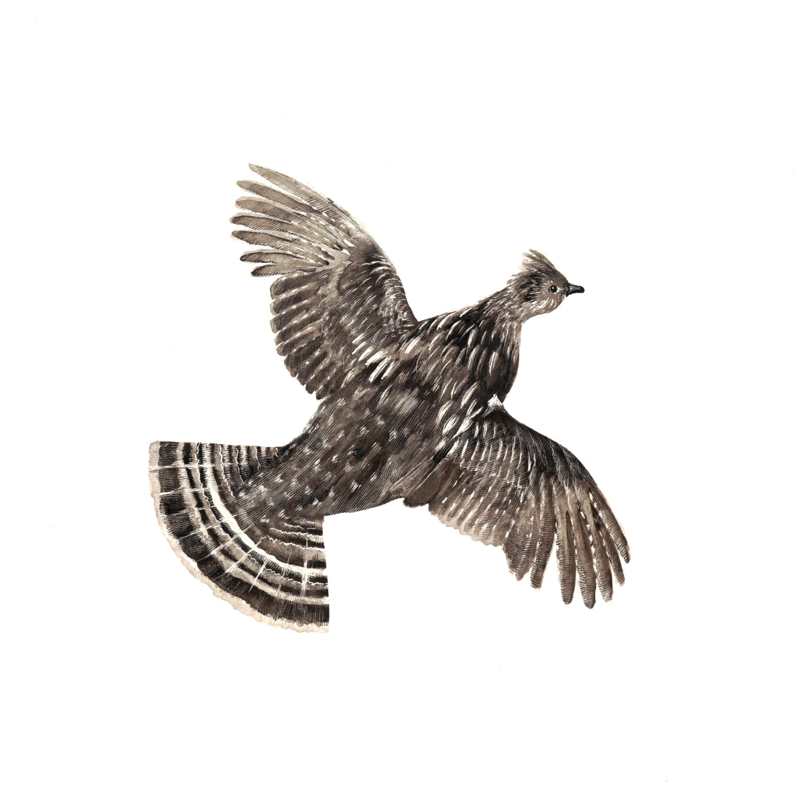 Ruffed Grouse by Wildlife Artist Lindsey Kiser