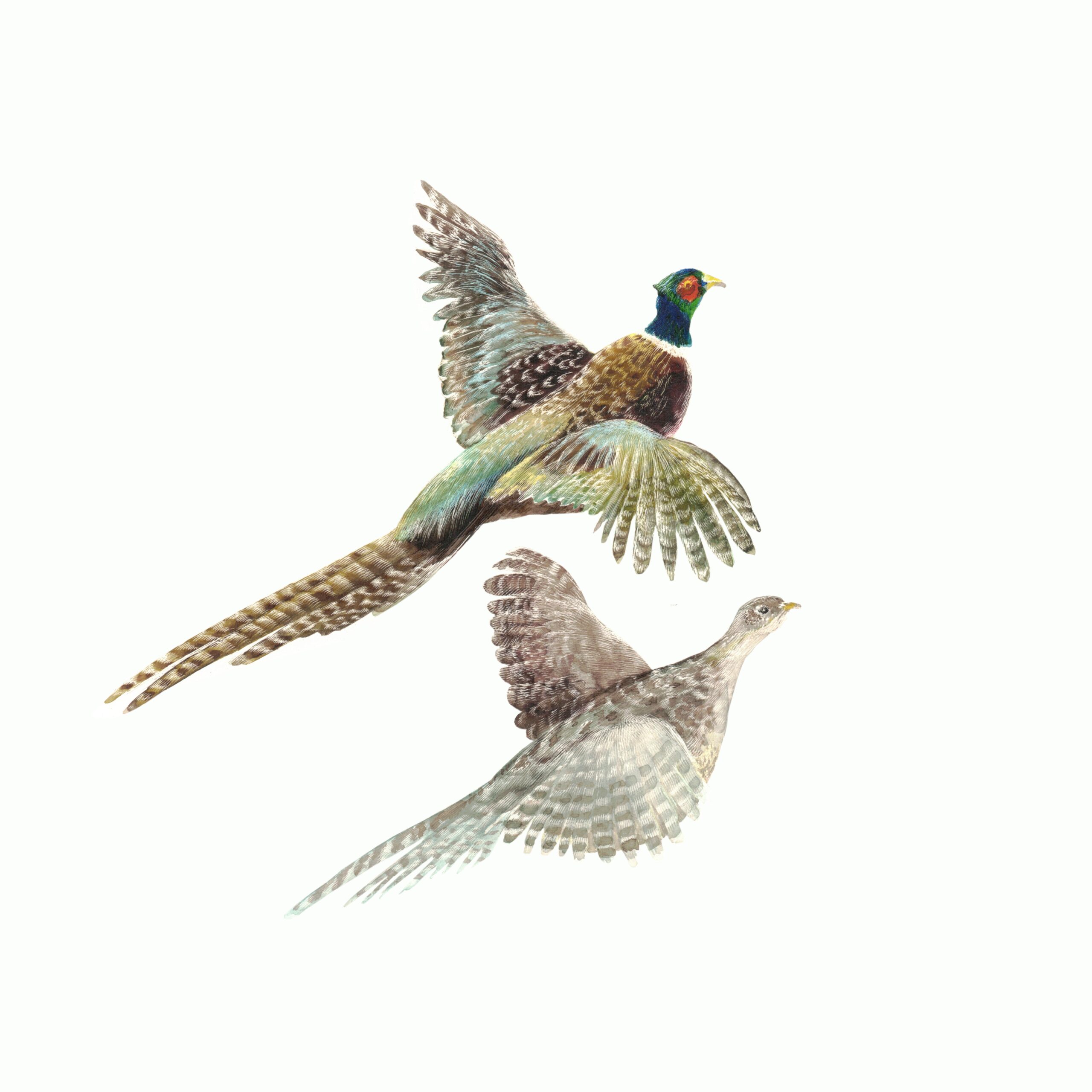 Pheasants by Wildlife Artist Lindsey Kiser