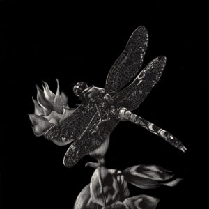 Black and white scratchboard art of a delicate dragonfly perched on a blossom rendered by wildlife artist Lindsey Kiser.