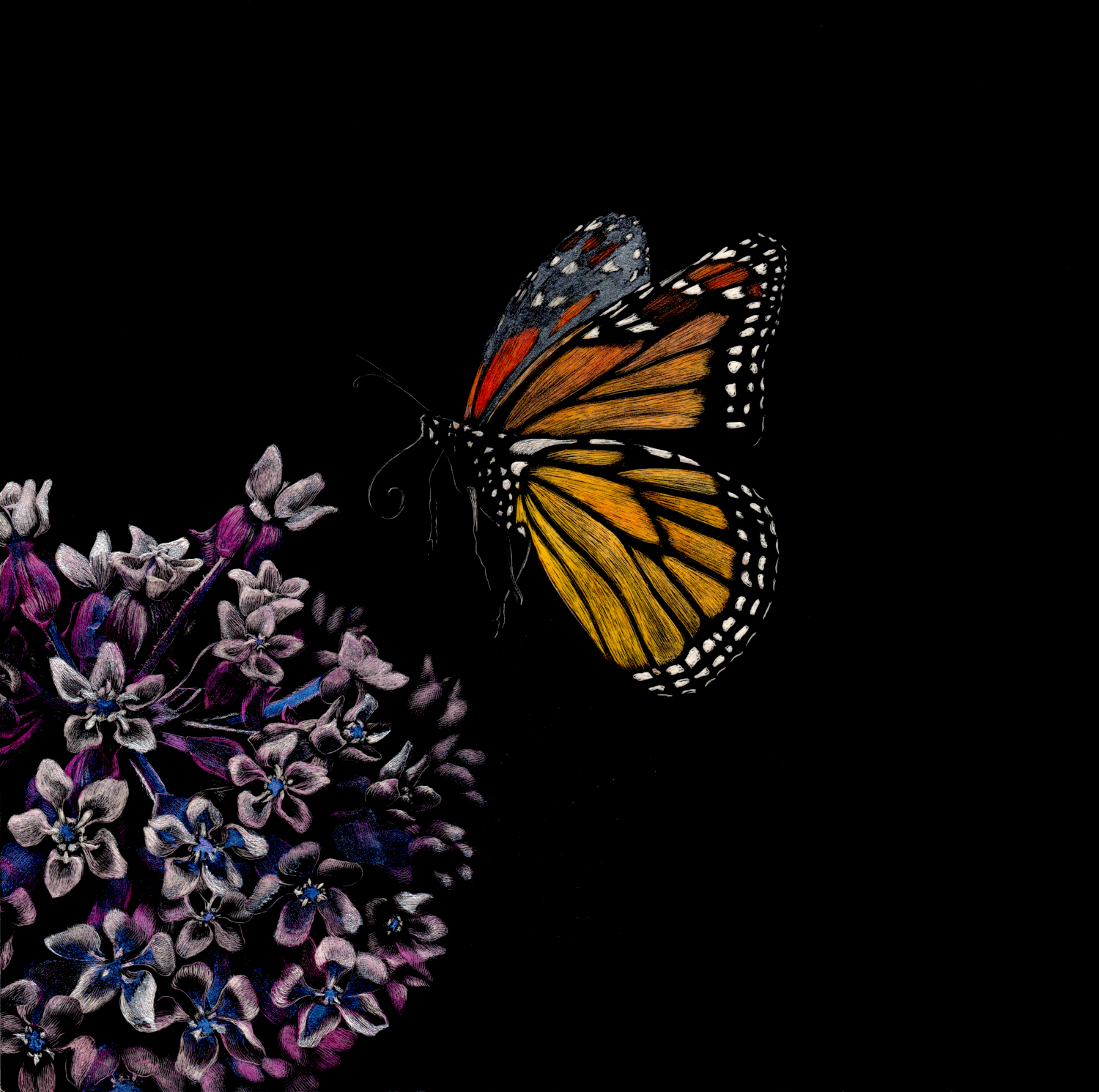 The image is of an original artwork by Wildlife Artist Lindsey Kiser rendered in scratchboard, which shows the orange and black and white monarch butterfly about to land on the purple blossom of the native milkweed.