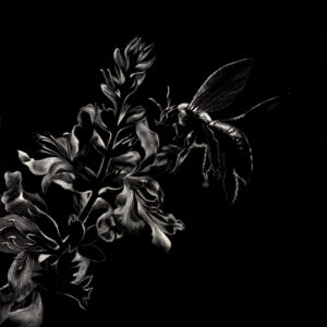 The image is of an original artwork by Award-Winning Scratchboard Artist Lindsey Kiser of a bumblebee pollinating a mint blossom rendered in white line on a black background.