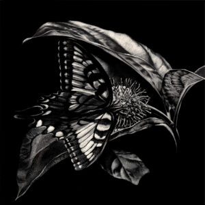 The image is of black and white scratchboard artwork of a male tiger swallowtail butterfly pollinating pawpaw blossoms, which were discovered on the bank of the Kentucky River by the artist Lindsey Kiser.