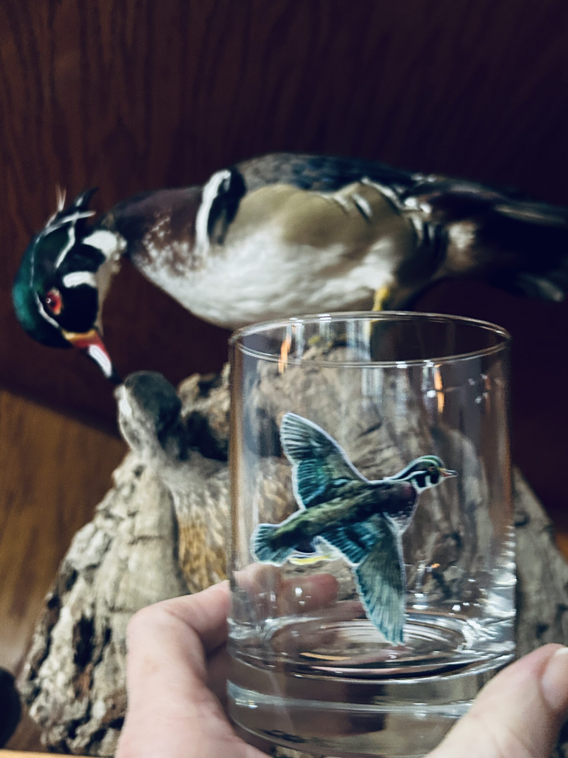 Birds' Nests Reared in a Garden is a scratchboard of birds' nest fungus by Lindsey Jaeger, copyright 2019