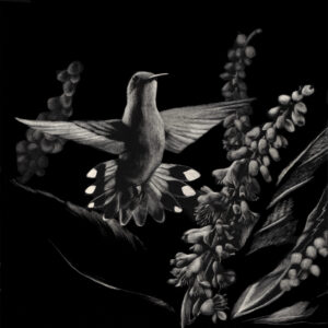 Black and white artwork of a hummingbird centered on the black background and facing the viewer and the hummingbird bush blossoms. The artwork is by wildlife artist Lindsey Kiser of Union, Kentucky.