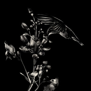 This is an image of black and white scratchboard artwork of a hummingbird gracefully sipping nectar from a blossom on a black background. It is a direct engraving of white lines and dots creating a serene image by Kentucky Wildlife Artist Lindsey Kiser.