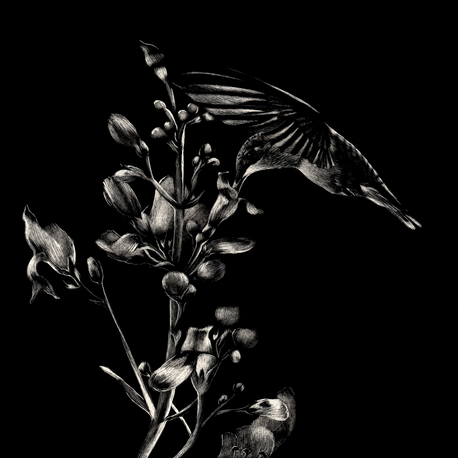 This is an image of black and white scratchboard artwork of a hummingbird gracefully sipping nectar from a blossom on a black background. It is a direct engraving of white lines and dots creating a serene image by Kentucky Wildlife Artist Lindsey Kiser.