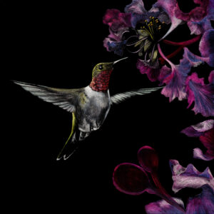 The image is of an original artwork by Wildlife Artist Lindsey Kiser of a male rub throated hummingbird visiting crape myrtle blossoms in deep pinks.