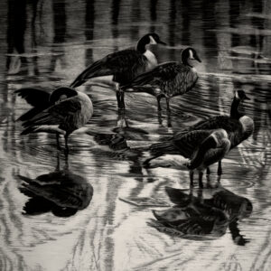 Five canada geese emerge from shadow, their forms seem to press against both the frozen surface and the picture plane itself, occupying a measured span of time within winter’s severity. This is a black and white artwork rendered in scratchboard by award-winning wildlife artist Lindsey Kiser.